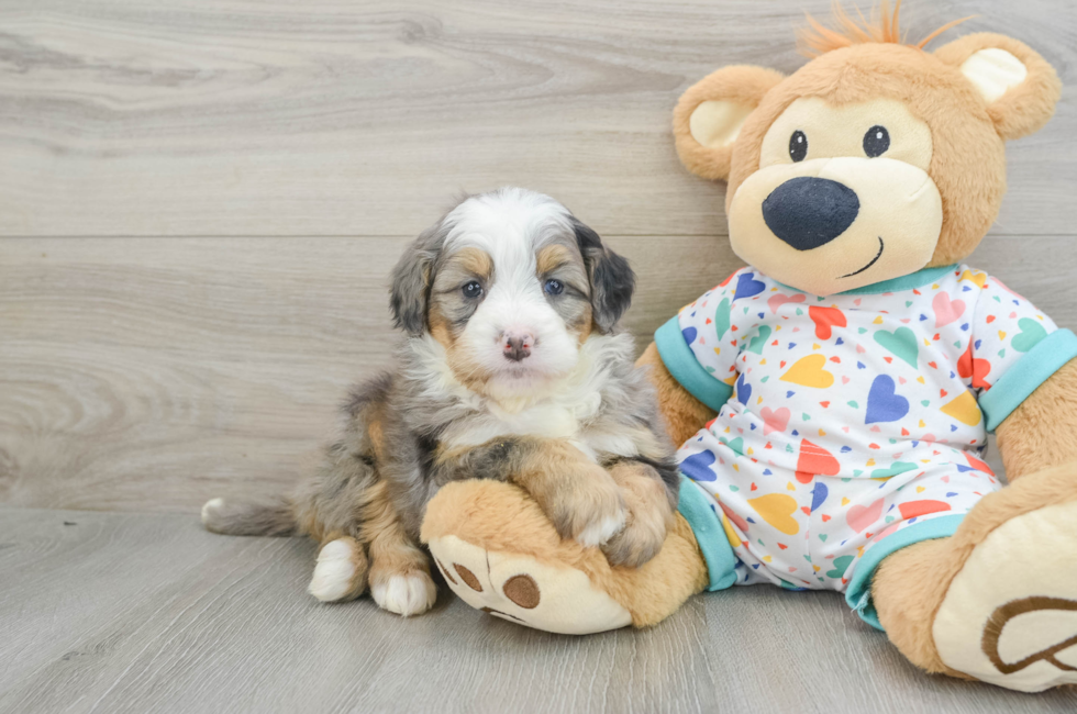 6 week old Mini Bernedoodle Puppy For Sale - Pilesgrove Pups