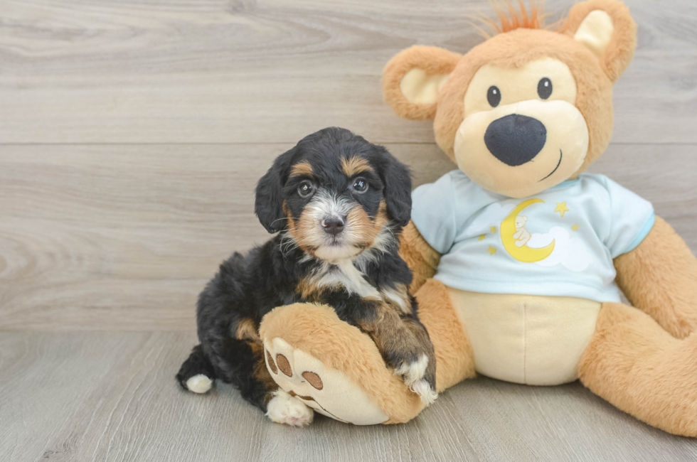 5 week old Mini Bernedoodle Puppy For Sale - Pilesgrove Pups