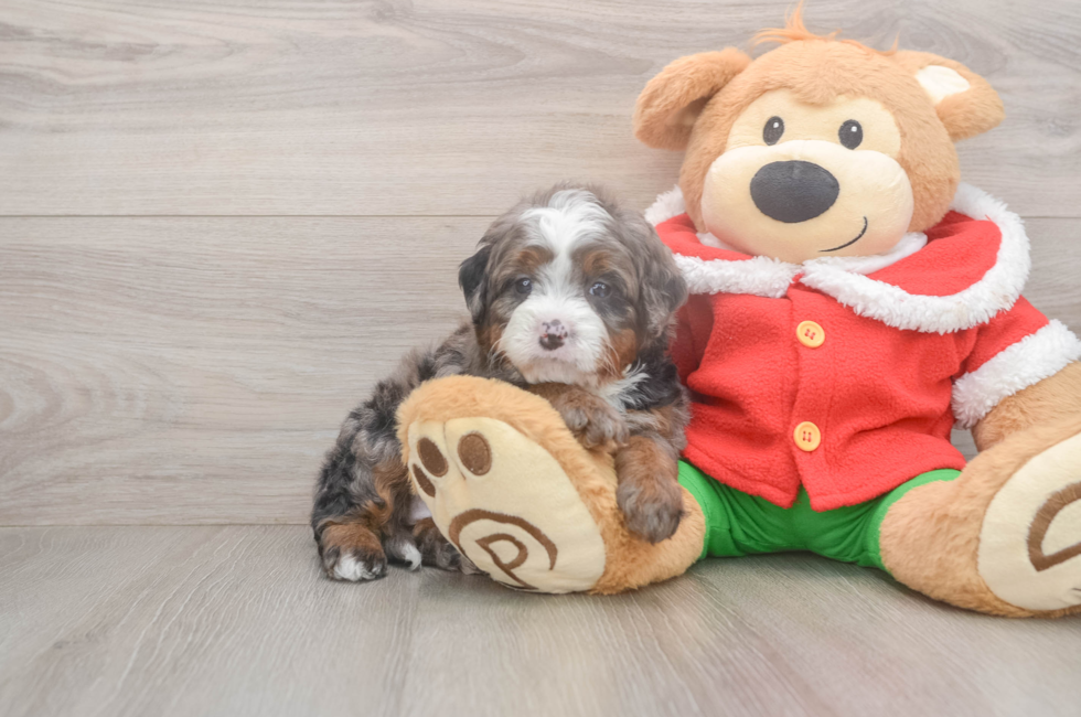 6 week old Mini Bernedoodle Puppy For Sale - Pilesgrove Pups