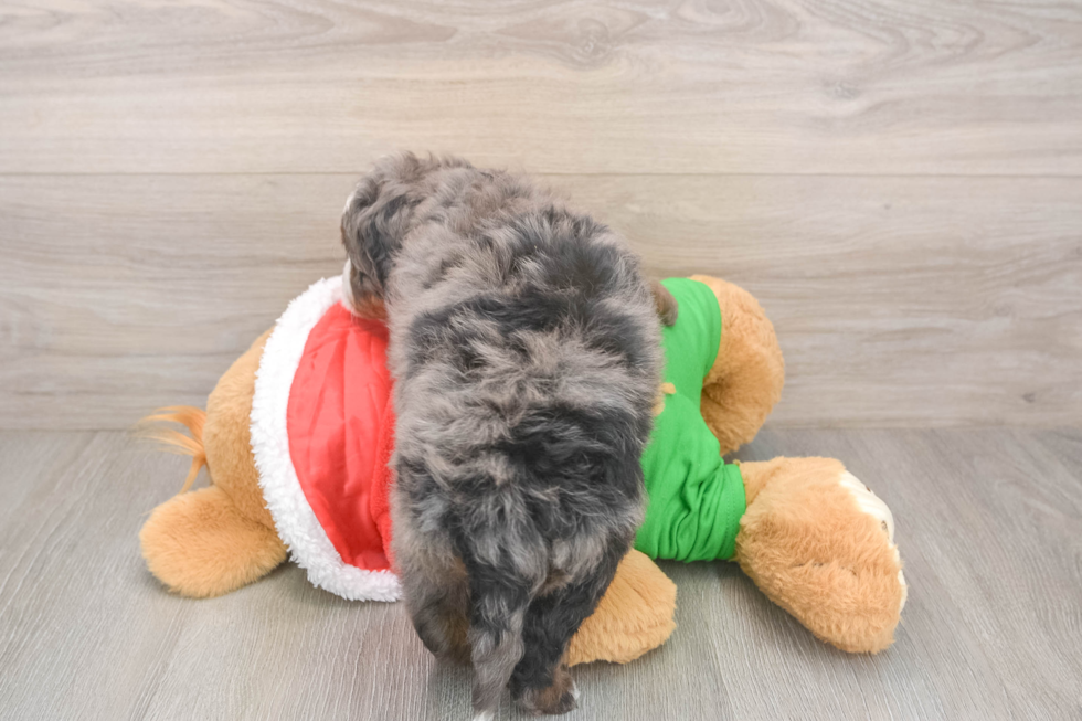 Mini Bernedoodle Pup Being Cute