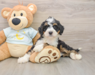 8 week old Mini Bernedoodle Puppy For Sale - Pilesgrove Pups