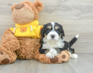 7 week old Mini Bernedoodle Puppy For Sale - Pilesgrove Pups