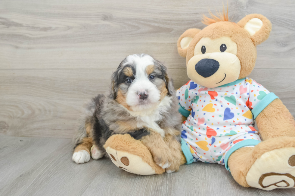 6 week old Mini Bernedoodle Puppy For Sale - Pilesgrove Pups