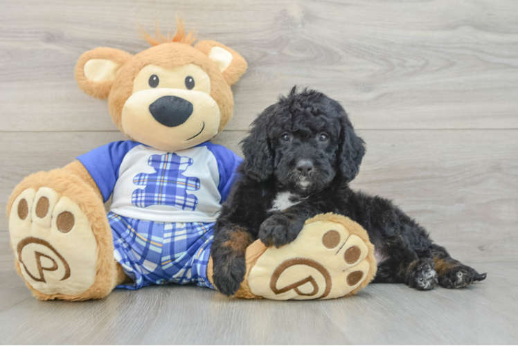 Mini Bernedoodle Puppy for Adoption
