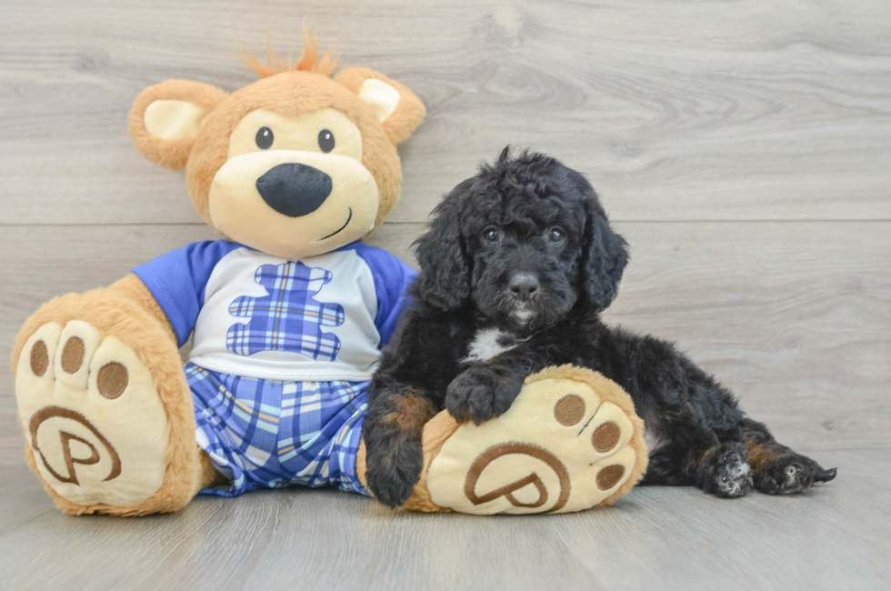 5 week old Mini Bernedoodle Puppy For Sale - Pilesgrove Pups