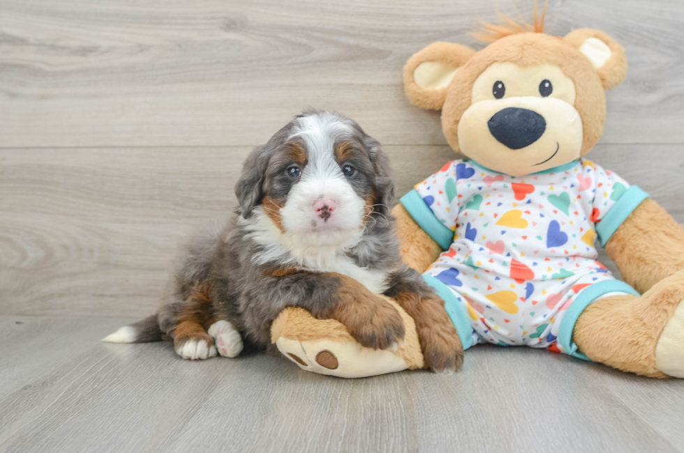 6 week old Mini Bernedoodle Puppy For Sale - Pilesgrove Pups