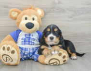 7 week old Mini Bernedoodle Puppy For Sale - Pilesgrove Pups