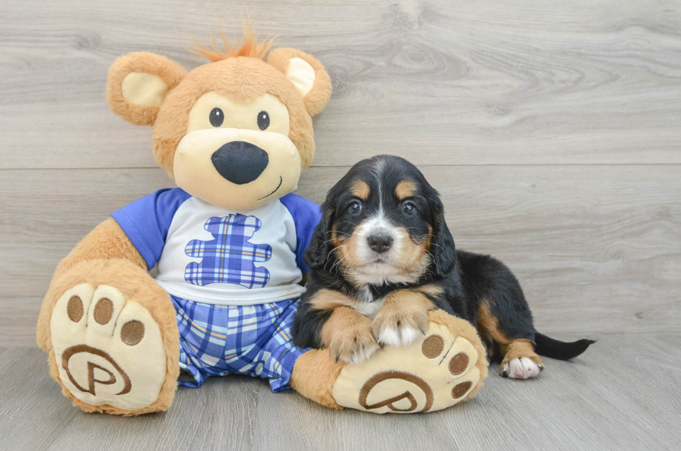 6 week old Mini Bernedoodle Puppy For Sale - Pilesgrove Pups