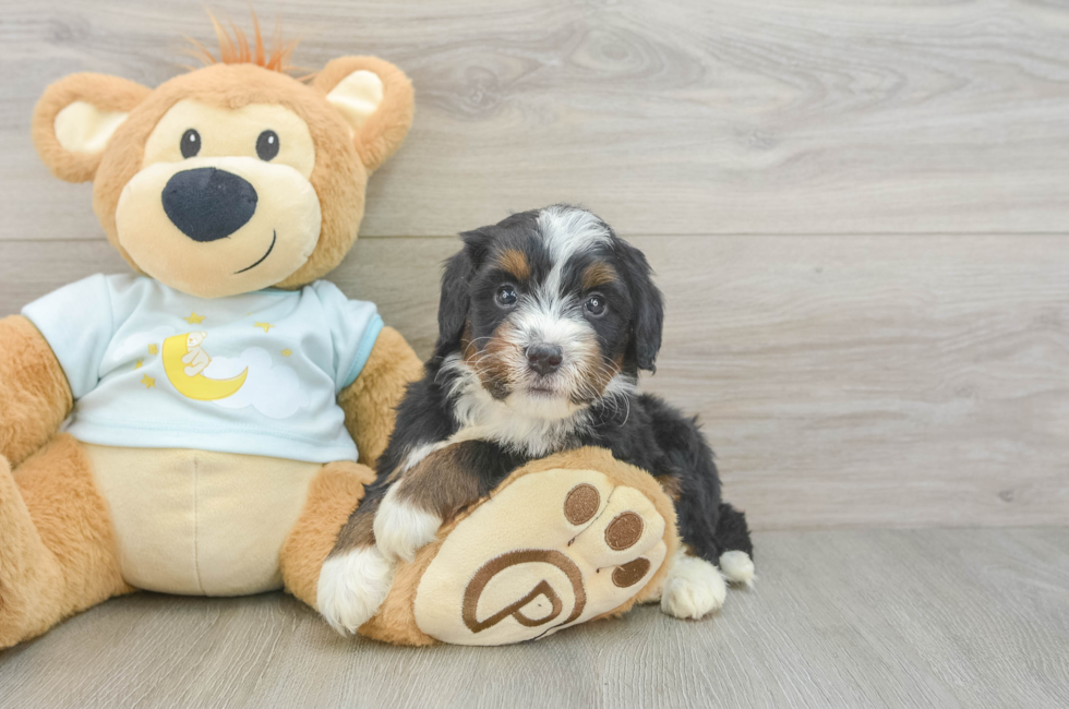 5 week old Mini Bernedoodle Puppy For Sale - Pilesgrove Pups