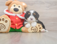 6 week old Mini Bernedoodle Puppy For Sale - Pilesgrove Pups