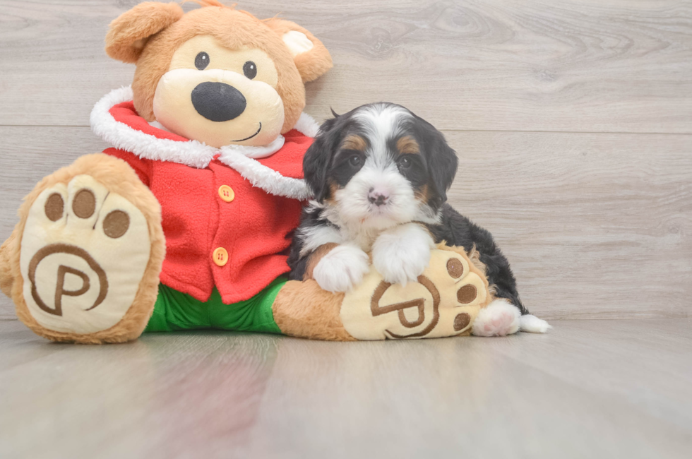 6 week old Mini Bernedoodle Puppy For Sale - Pilesgrove Pups