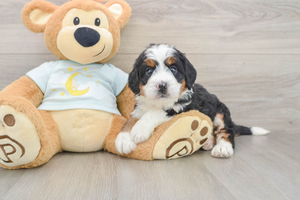 Mini Bernedoodle Puppy for Adoption