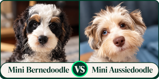 Mini Bernedoodle vs Mini Aussiedoodle Comparison