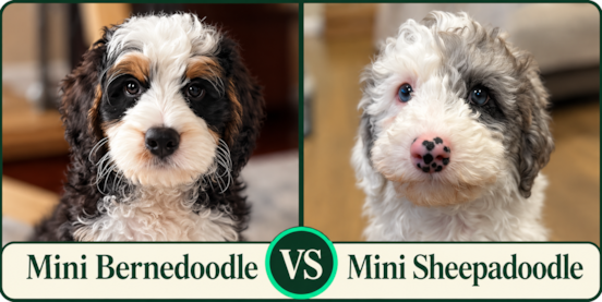 Mini Bernedoodle vs Mini Sheepadoodle Comparison