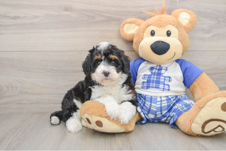 Mini Bernedoodle Pup Being Cute