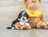 7 week old Mini Bernedoodle Puppy For Sale - Pilesgrove Pups