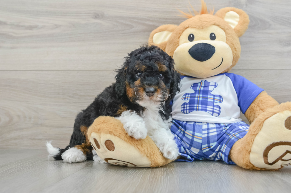 6 week old Mini Bernedoodle Puppy For Sale - Pilesgrove Pups