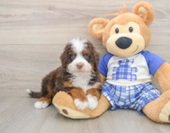 5 week old Mini Bernedoodle Puppy For Sale - Pilesgrove Pups