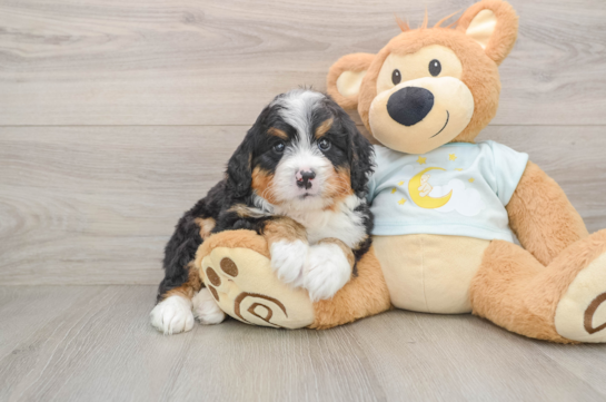 Mini Bernedoodle Puppy for Adoption