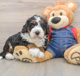 5 week old Mini Bernedoodle Puppy For Sale - Pilesgrove Pups