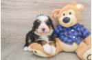 Best Mini Bernedoodle Baby