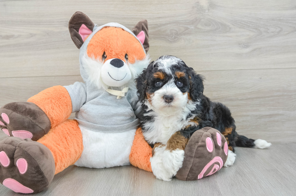 6 week old Mini Bernedoodle Puppy For Sale - Pilesgrove Pups