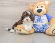 5 week old Mini Bernedoodle Puppy For Sale - Pilesgrove Pups