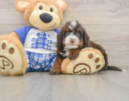 6 week old Mini Bernedoodle Puppy For Sale - Pilesgrove Pups