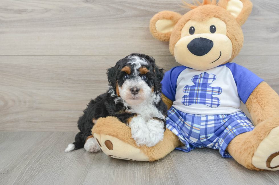 6 week old Mini Bernedoodle Puppy For Sale - Pilesgrove Pups