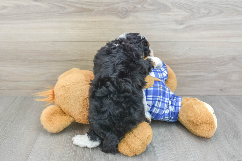 Adorable Mini Bernepoo Poodle Mix Puppy