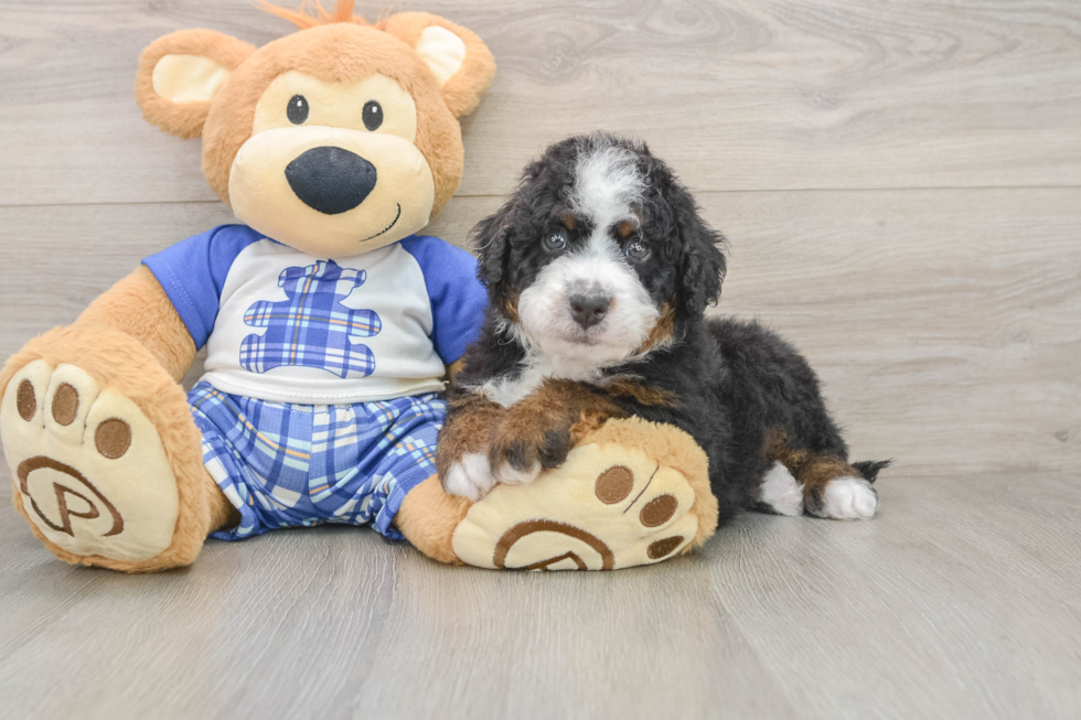 Adorable Mini Bernepoo Poodle Mix Puppy