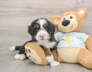 6 week old Mini Bernedoodle Puppy For Sale - Pilesgrove Pups