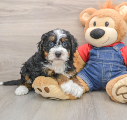 5 week old Mini Bernedoodle Puppy For Sale - Pilesgrove Pups
