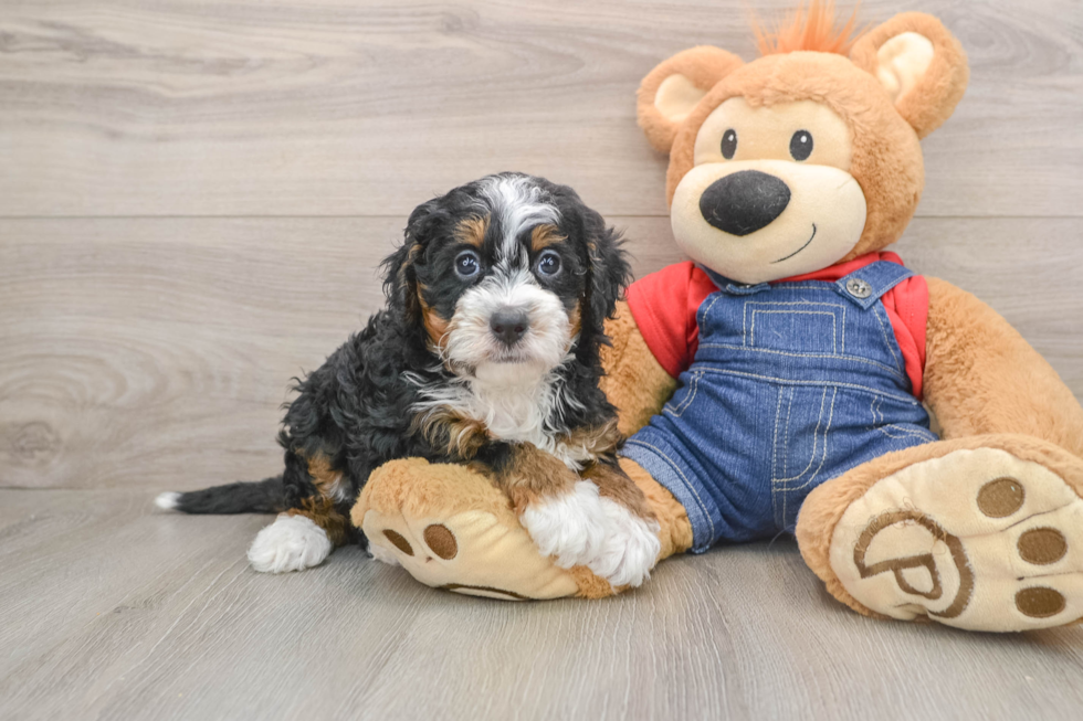 Mini Bernedoodle Puppy for Adoption