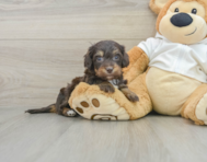 6 week old Mini Doxiedoodle Puppy For Sale - Pilesgrove Pups