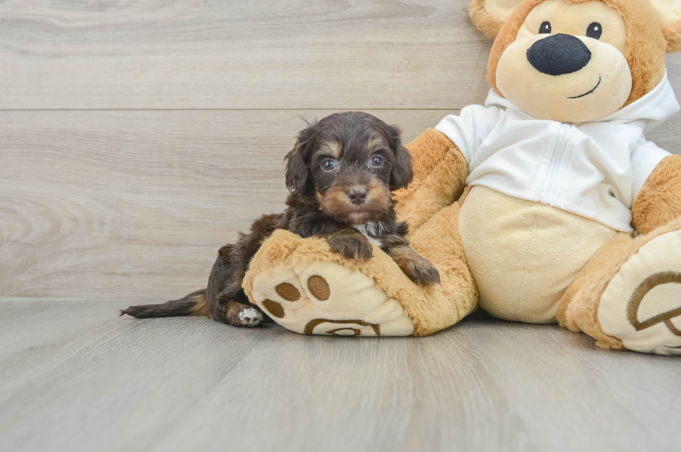 5 week old Mini Doxiedoodle Puppy For Sale - Pilesgrove Pups