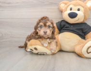 5 week old Mini Doxiedoodle Puppy For Sale - Pilesgrove Pups