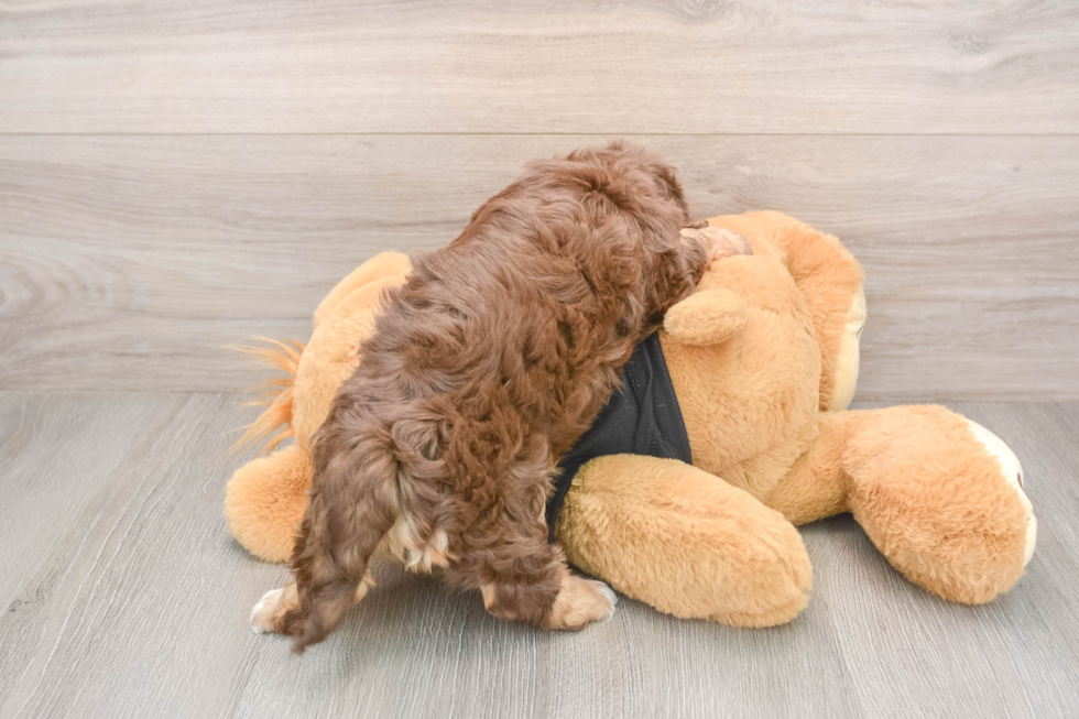 Mini Doxiedoodle Pup Being Cute