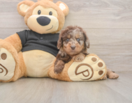 5 week old Mini Doxiedoodle Puppy For Sale - Pilesgrove Pups