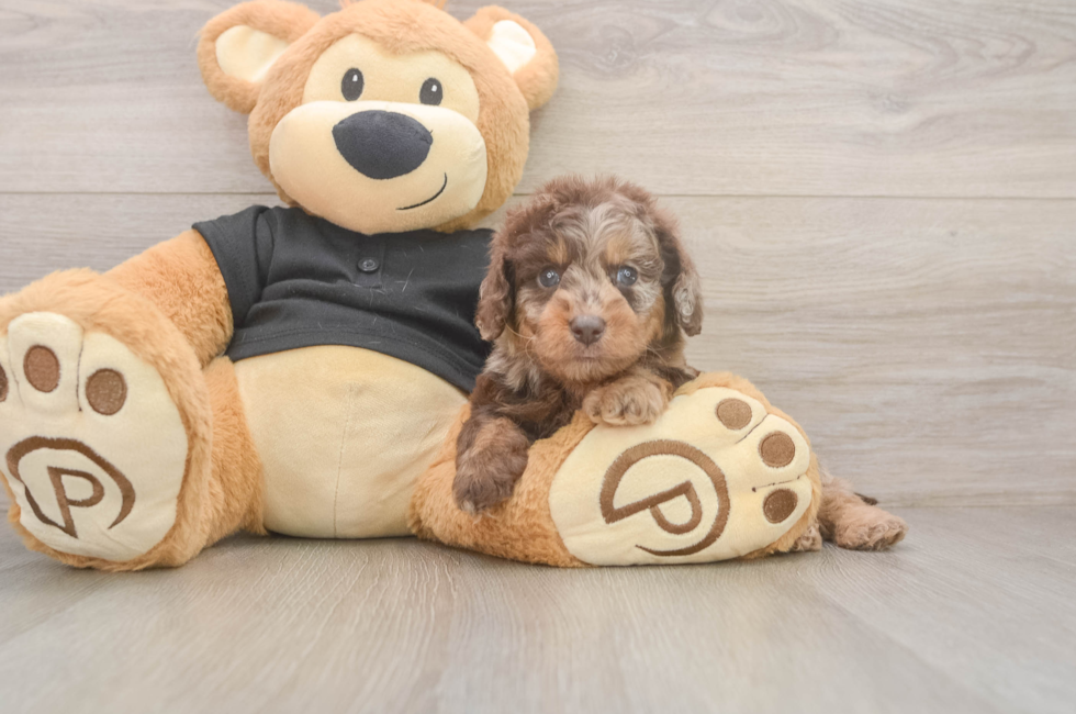 6 week old Mini Doxiedoodle Puppy For Sale - Pilesgrove Pups