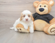 5 week old Mini Doxiedoodle Puppy For Sale - Pilesgrove Pups