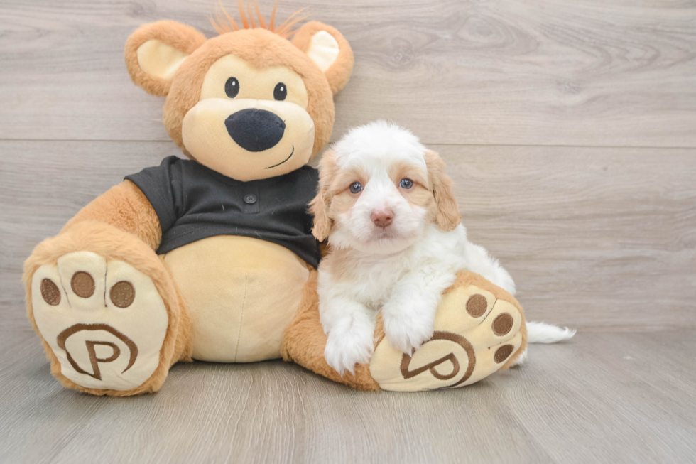 Cute Mini Doxiedoodle Poodle Mix Pup