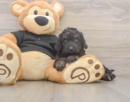 5 week old Mini Doxiedoodle Puppy For Sale - Pilesgrove Pups