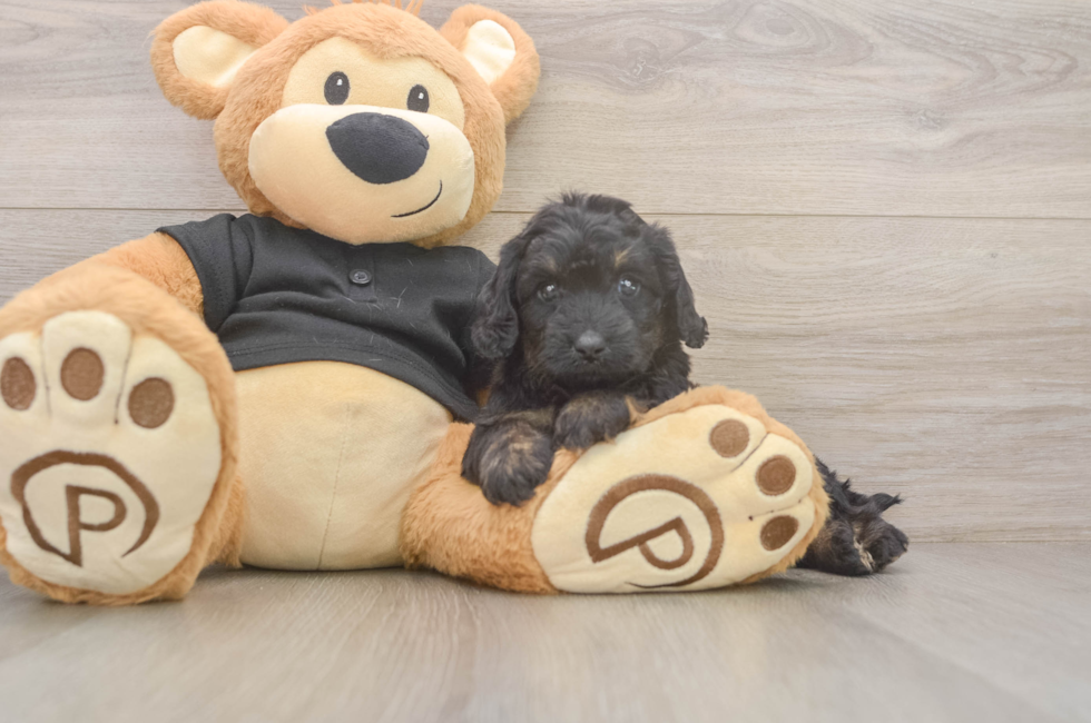 6 week old Mini Doxiedoodle Puppy For Sale - Pilesgrove Pups