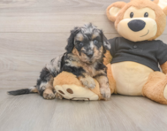 5 week old Mini Doxiedoodle Puppy For Sale - Pilesgrove Pups