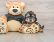 5 week old Mini Doxiedoodle Puppy For Sale - Pilesgrove Pups