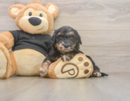 5 week old Mini Doxiedoodle Puppy For Sale - Pilesgrove Pups