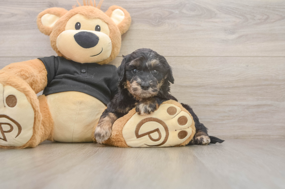 6 week old Mini Doxiedoodle Puppy For Sale - Pilesgrove Pups