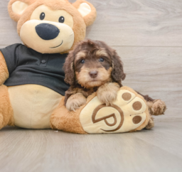 8 week old Mini Doxiedoodle Puppy For Sale - Pilesgrove Pups