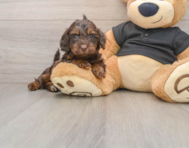 6 week old Mini Doxiedoodle Puppy For Sale - Pilesgrove Pups